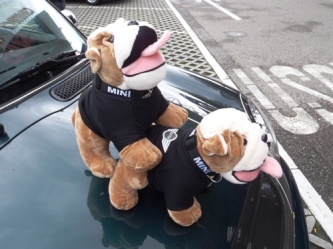 Bulldog MINI