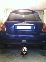 Mini E BullDog