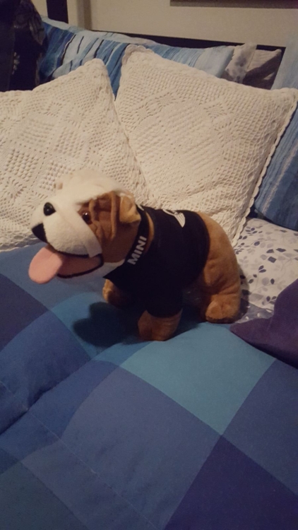 Bulldog.jpg